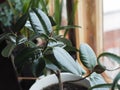 Ficus Rubber-bearing with large leaves in the winter garden home collection. At home, there must be a ficus Royalty Free Stock Photo