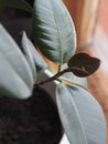 Ficus Rubber-bearing with large leaves in the winter garden home collection. At home, there must be a ficus Royalty Free Stock Photo