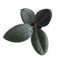 Ficus rubbery in drops of water. Latin name Ficus elastica. Large indoor plant. isolate on white background