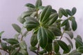 Ficus rubbery elastica close-up. Ornamental home plant, selective focus