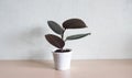 Ficus rubbery in white pots. Latin name Ficus elastica. Large houseplant