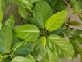 Ficus saxophilla Abar Figs Plant