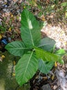 Ficus septica