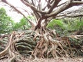 Ficus Superba at Cape Muroto