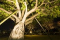 Ficus superba tree Royalty Free Stock Photo