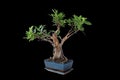Ficus tigerbark bonsai on dark background Royalty Free Stock Photo