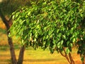 Ficus tree Royalty Free Stock Photo