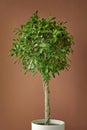 Ficus tree on a brown background Royalty Free Stock Photo