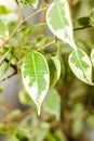 Ficus tree, close-up photo of leaves Royalty Free Stock Photo