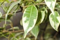 Ficus tree, close-up photo of leaves Royalty Free Stock Photo