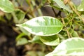 Ficus tree, close-up photo of leaves Royalty Free Stock Photo