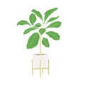 Ficus tree. Home hand drawing plant