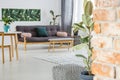 Ficus tree in living room Royalty Free Stock Photo