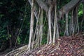 Ficus tree in natural conditions with giant aerial roots, with gracefully drooping branchlets. The bark of the trunk is