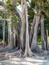 Ficus tree in Palermo city in Giardino Garibaldi