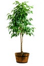 Ficus tree in pot