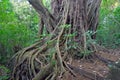 Ficus Tree roots in rainforest the jungle, Costa Rica