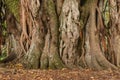 Ficus tree trunk and aerial roots Royalty Free Stock Photo