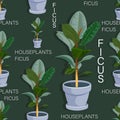Ficus tree. Vector background. Beautiful houseplant in ceramic pot isolated. Floral seamless pattern