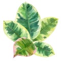 Ficus tropical leaves on isolated white, watercolor drawing, botanical painting, exotic flora