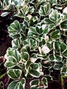 Ficus variegata plant in a pretty garden Royalty Free Stock Photo
