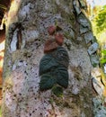 Ficus Villosa