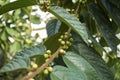 Branch with fruit of Ficus villosa