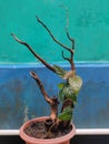 Ficus villosa & x28;Hairy Figs Plant& x29;