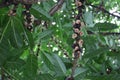 Ficus virens lobata has been widely used as greening tree species for park green space, bonsai landscaping, etc.