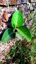 Ficus virens plant grown on wall