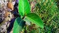 Ficus virens grown on wall