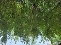 Ficus virens tree leaves