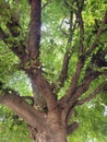 Ficus virens tree leaves