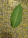 Ficus virens tree leaves