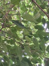 Ficus virens tree leaves