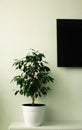 Ficus in a white pot at home