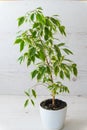 Ficus in a white pot on a light wooden background Royalty Free Stock Photo