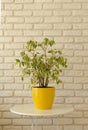 Ficus in yellow pot on white brick wall background Royalty Free Stock Photo