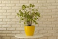 Ficus in yellow pot on white brick wall background Royalty Free Stock Photo