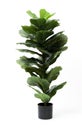 Fiddle Fig,Ficus Lyrata isolated on black pot without shadow on white background