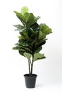 Fiddle Fig,Ficus Lyrata isolated on black pot without shadow on white background