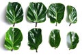 Fiddle fig leaf (Ficus lyrata) on White background.