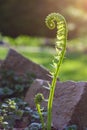 A Fiddle Head Stalk Shining Bright in the Evening Sun