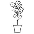 Fiddle leaf ficus in a pot in black line outline cartoon style. Coloring book houseplants flowers plant for interrior