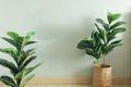 Fiddle Leaf Fig big leave plant with paper pot in the room of an apartment.