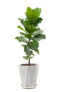 Fiddle leaf fig, Ficus lyrata, plant in circle white pot,