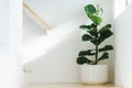 Fiddle leaf fig, Ficus lyrata, plant in circle white pot and place at the Corner of stair or ladder for decorate home or room. And Royalty Free Stock Photo