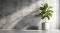 Fiddle Leaf Fig in Grey Pot Against Concrete Wall Royalty Free Stock Photo