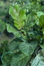 Fiddle leaf fig infected plant closeup