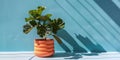 Fiddle leaf fig plant in squiggle blobby design orange pot, blue background